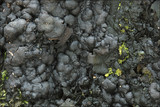 Kretzschmaria deusta image