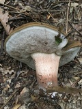 Tylopilus variobrunneus image