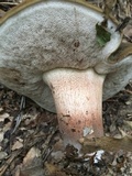 Tylopilus variobrunneus image