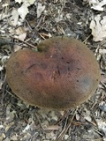Tylopilus variobrunneus image