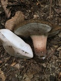 Tylopilus variobrunneus image