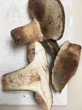 Tylopilus variobrunneus image