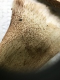 Tylopilus variobrunneus image