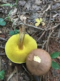 Aureoboletus innixus image