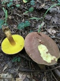 Aureoboletus innixus image