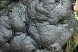Kretzschmaria deusta image
