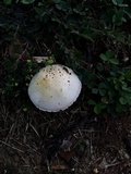 Agaricus andrewii image