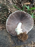 Agaricus andrewii image