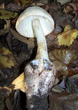 Amanita cokeri image