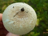 Amanita pseudovolvata image