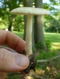 Amanita pseudovolvata image
