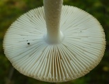 Amanita pseudovolvata image