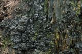 Kretzschmaria deusta image