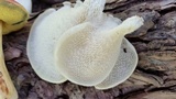 Favolus tenuiculus image