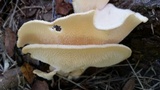 Favolus tenuiculus image