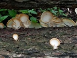 Favolus tenuiculus image