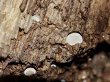 Clitopilus hobsonii image