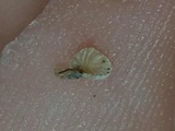 Clitopilus hobsonii image