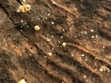 Clitopilus hobsonii image