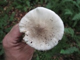 Amanita submaculata image