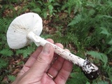 Amanita submaculata image