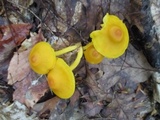 Humidicutis marginata var. concolor image