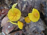Humidicutis marginata var. concolor image