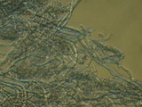 Cinereomyces lindbladii image