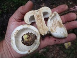 Russula compacta image