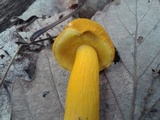 Aureoboletus auriflammeus image