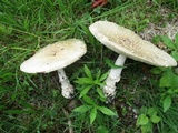 Amanita velatipes image