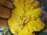 Cantharellus lateritius image