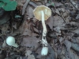 Amanita rhopalopus image