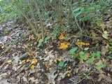 Cantharellus lateritius image