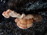 Laetiporus cincinnatus image
