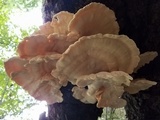 Laetiporus cincinnatus image