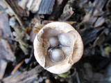 Cyathus olla image