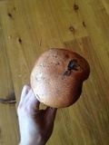 Leccinum insigne image