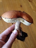 Leccinum insigne image