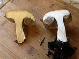 Leccinum insigne image