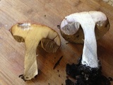 Leccinum insigne image