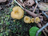 Craterellus lutescens image