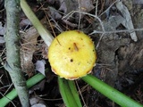 Suillus americanus image