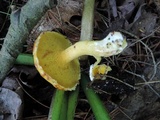 Suillus americanus image