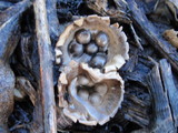 Cyathus olla image