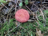 Suillus spraguei image