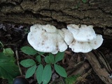 Trametes pubescens image