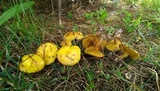 Suillus americanus image