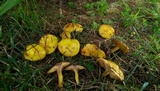 Suillus americanus image