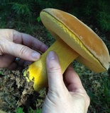 Boletus auripes image